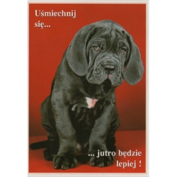 5 sztuk -  Mastino Neapolitano nr 212